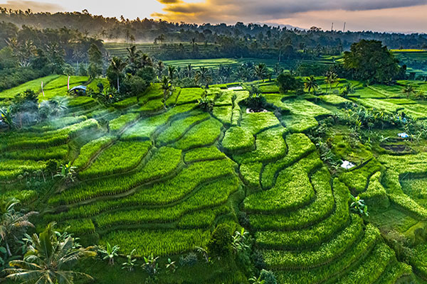 BALI